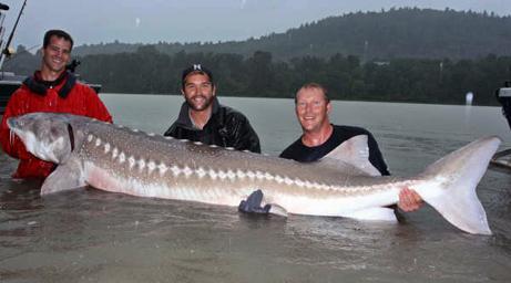 Fot.: 270 cm jesiotr i wolontariusze (Rick Hansen)
