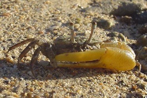 Fot.: Uca mjjoebergi. Francesca Riolo, America Samoa.