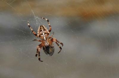 Fot.: pająk krzyżak (MK)