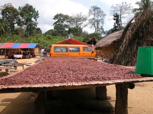 Ziarna kakao na plantacji w Ghanie. Fot. kuapakokoogh.com