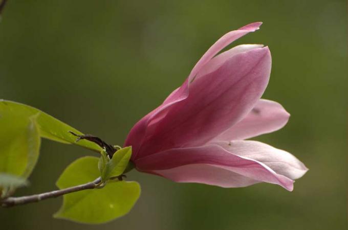 Fot.: Kwitnąca magnolia (Michał Kaczorowski, boaedon.pl)