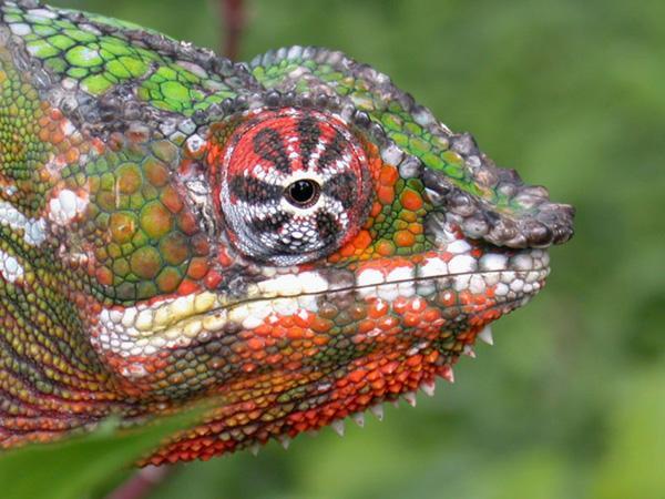 Fot.: dorosły kameleon lamparci (Wikipedia, CC)