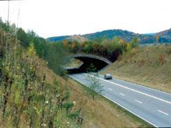 Zielony most dla zwierząt. Fot. PnRWI