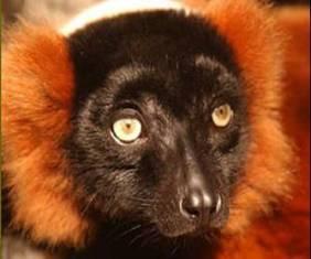 Fot.: Współczesny lemur bardzo przypomina kopalnego przodka (US GOV)
