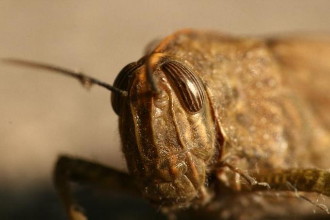 Fot.: Paolo Gadler, stock.xchng.