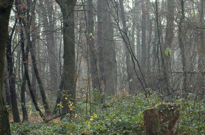 Fot.: Las (boaedon.pl)