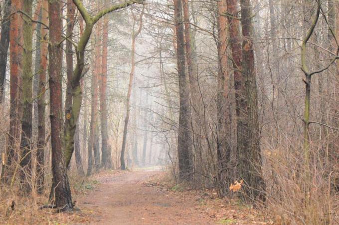 Fot.: las jesienią (Michał Kaczorowski. boaedon.pl)