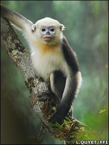 Fot.: Rhinopithecus avunculus (L.Quyet/FFI)