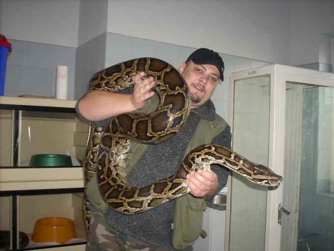 Fot.: Bartłomiej Gorzkowski z samica pytona tygrysiego (BG)