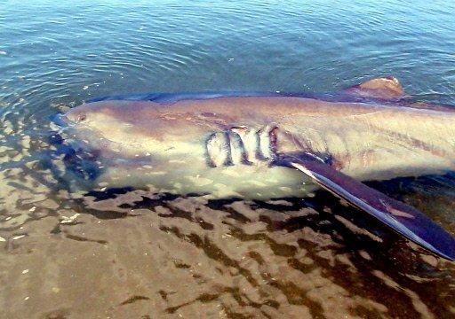 Fot.: rekin z gatunku Megachasma pelagios (The Inquisitr)