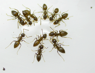 Fot.: mrówka anatolijska (www.uab.es)