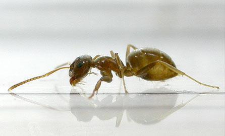 Fot.: Lasius neglectus (ecolab.com)