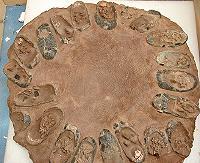 Fot.: rekonstrukcja gniazda dinozaurów (US GOV)