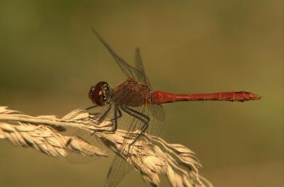 Fot.: samiec szablaka krwistego - czyźby miał wyginąć ? (MK)