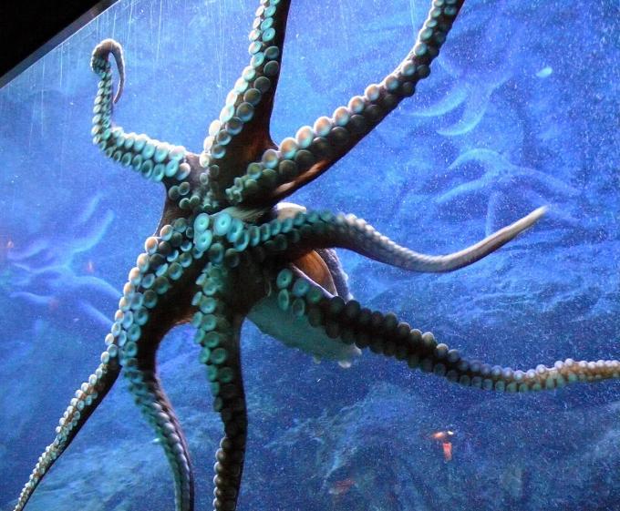 Fot.: Akwarium Gdyńskie