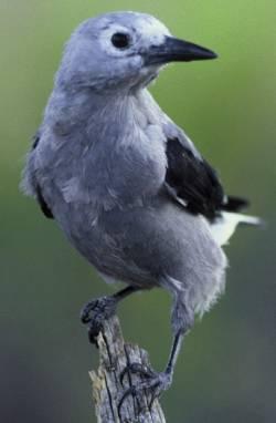 Fot.: Orzechówka popielata