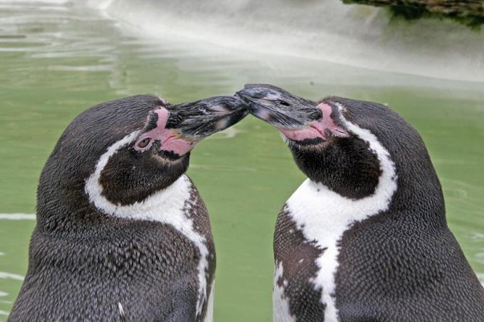 Fot.: Pingwiny Humboldta