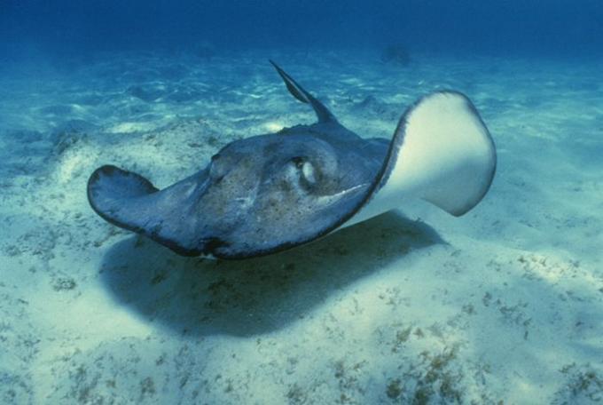 Płaszczka, Fot:ekologia.pl