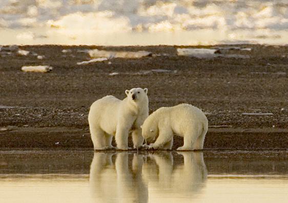 Fot.: Steve Hillebrand, USFWS