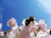 Fot.: Free Nature Pictures