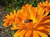 Fot.: FreePhotosBank