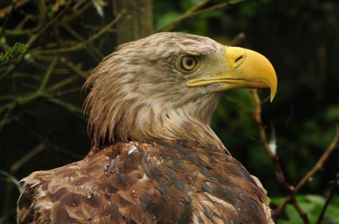 Orzeł bielik. Fot. Michał Kaczorowski, boaedon.pl