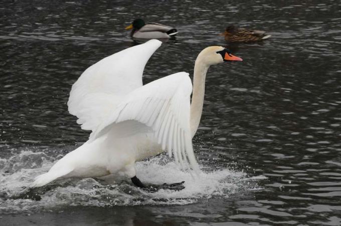 Fot.: łabędź niemy (Michał Kaczorowski, boaedon.pl)