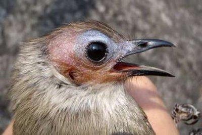 Fot.: Nowoodkryty gatunek ptaka z Laosu (University of Melbourne)