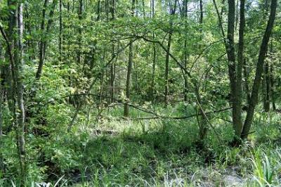 Fot.: Irena Moranowska