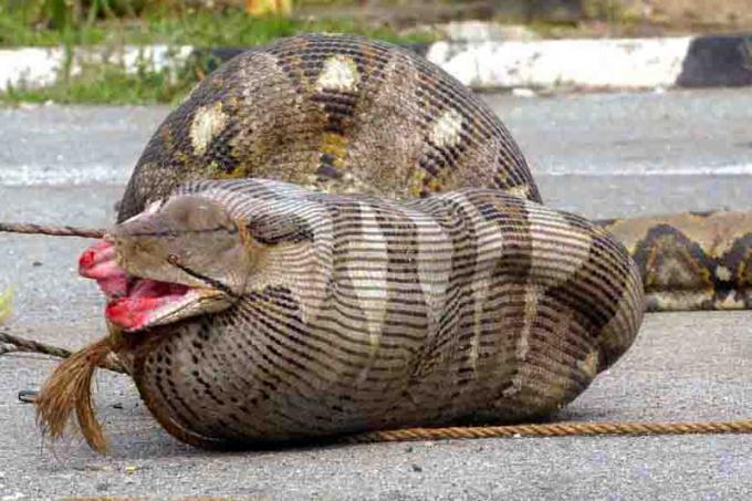 Fot.: pyton po pożarciu ciężarnej owcy (My Star)