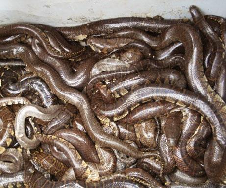 Fot.: przemycane pytony (Nick Marx)