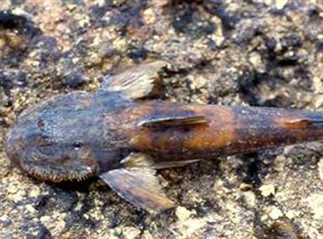 Fot.: Lithogenes wahari (S. Schaefer/AMNH)