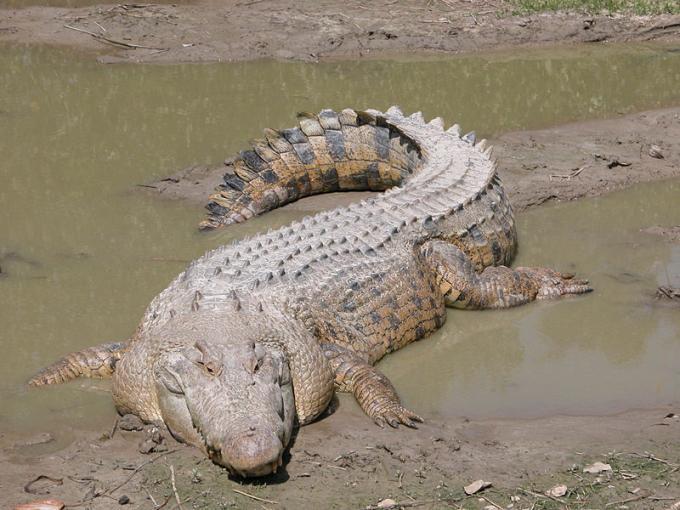 Fot.: krokodyl rózańcowy z Australii (St. Augustine Alligator Farm)