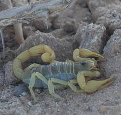 Fot.: skorpion (US GOV)