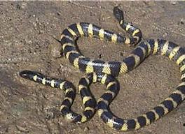 Fot.: węże morskie (US GOV)