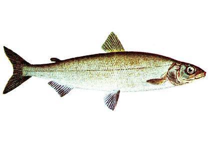 Sieja (Coregonus lavaretus)