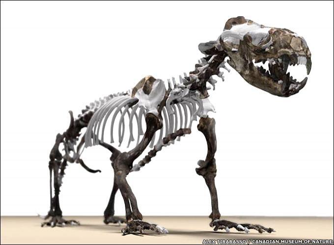 Fot.: Rekonstrukcja szkieletu Puijila darwini - ten znaleziony przez badaczy byl kompletny w 65%. (Canadian Museum of Nature)