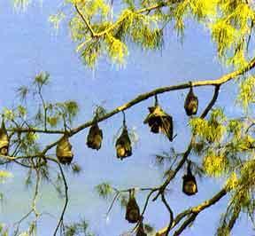 Fot.: latające list (US GOV)