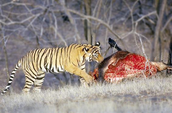 Fot.: Tygrys i jego ofiara w parku Narodowym Chitwan