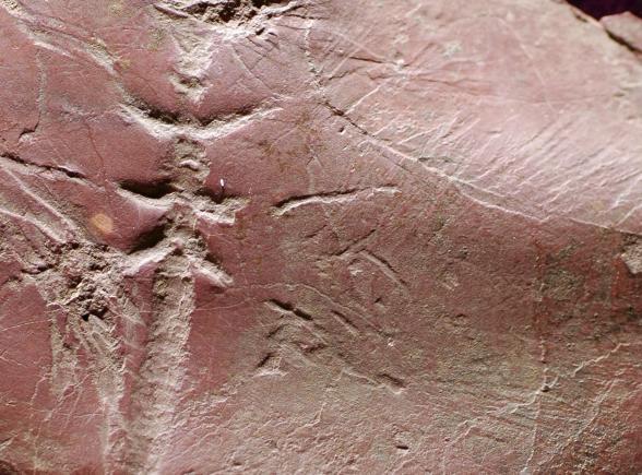 Fot.: odkryta skamielina (Reuters)