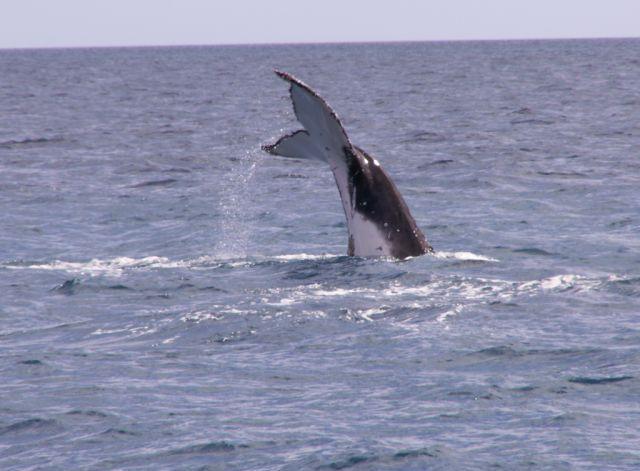 Fot.: freenaturepictures.com