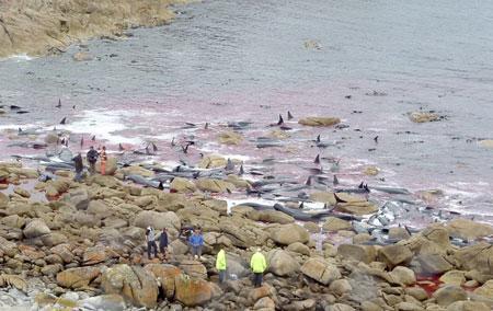 Fot.: akcja ratowania grindwali (Agencies)