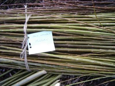 Płońska elektrociepłownia będzie opalana m.in. zrębkami drzewnymi i wierzbą energetyczną