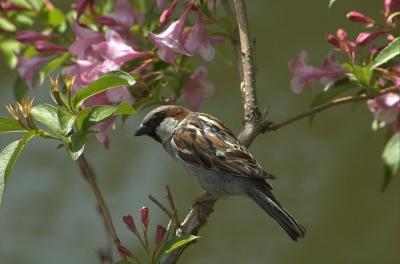 Fot.: samiec wróbla (MK)