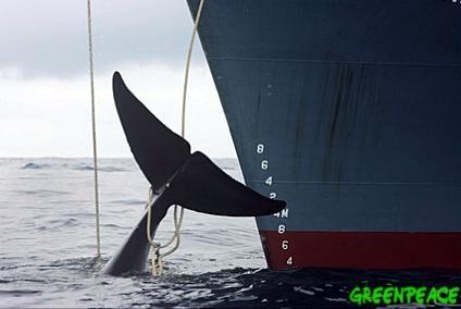 Schwytany wieloryb. Fot. Greenpeace