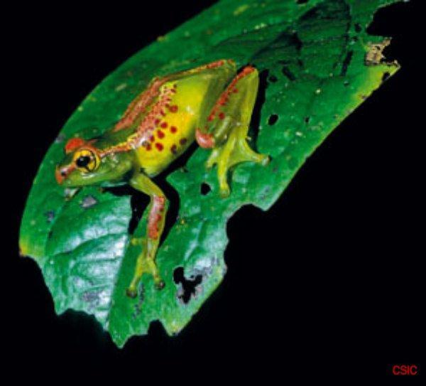 Fot.: Boophis ulftunni - jeden z nowoodkrytych gatunków (CSIC - Franco Andreone)