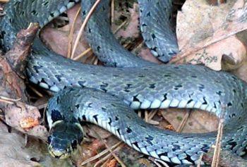 Fot. Zaskroniec zwyczajny (Natrix natrix)