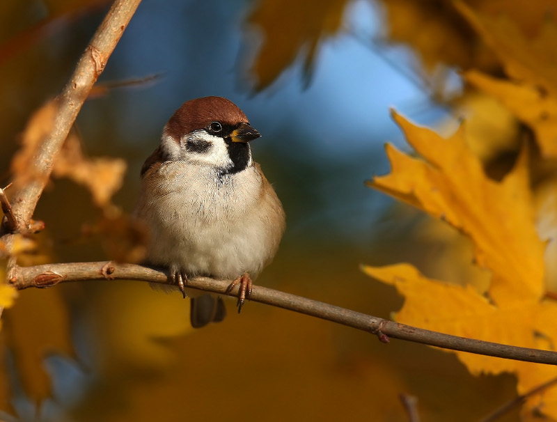 Ptakiem Zimowego Ptakoliczenia 2012 jest mazurek (Passer montanus), fot. C.Korkosz/ OTOP