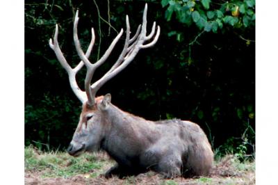 Jeleń Milu,Elaphurus davidianus,Père David's Deer