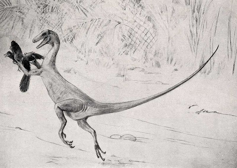 Ornitholestes, autor: Charles R. Knight/ wikipedia CC